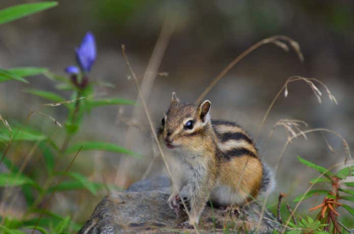 シマリス