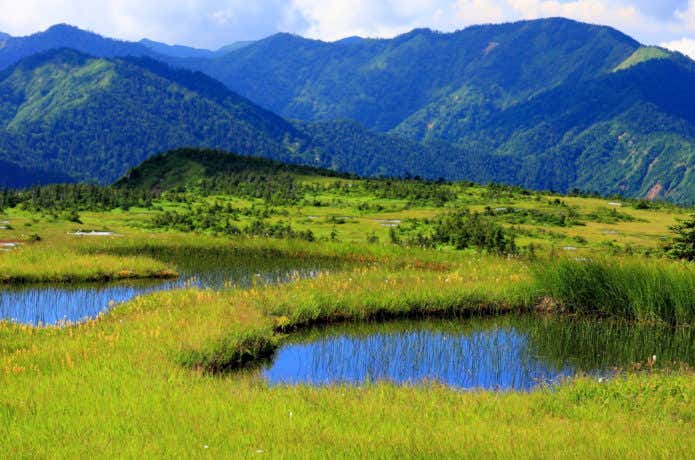 苗場山の湿地帯