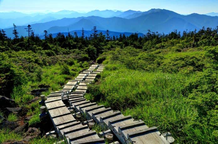 苗場山の木道
