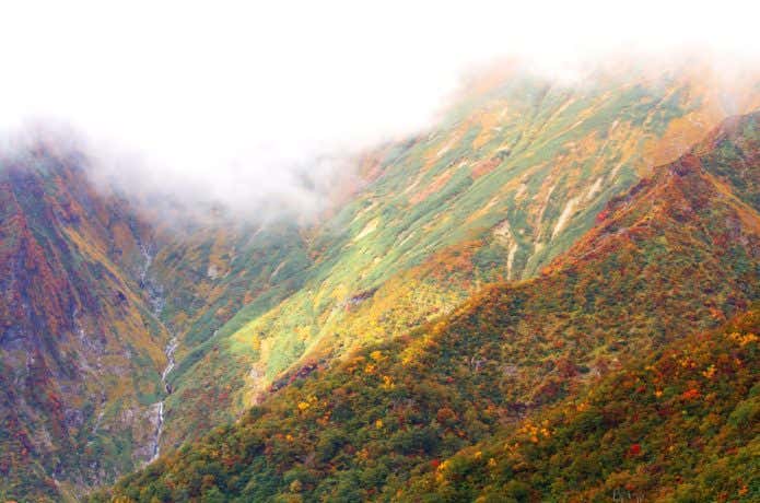 霧に覆われた紅葉