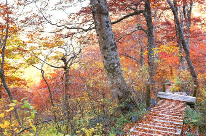 大山紅葉の登山道