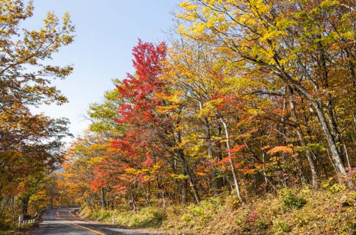 蔵王エコーラインの紅葉