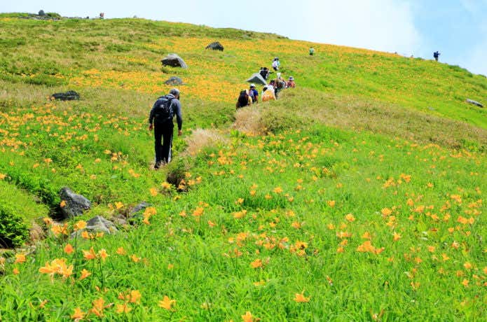 鳥海山 高山植物の群生