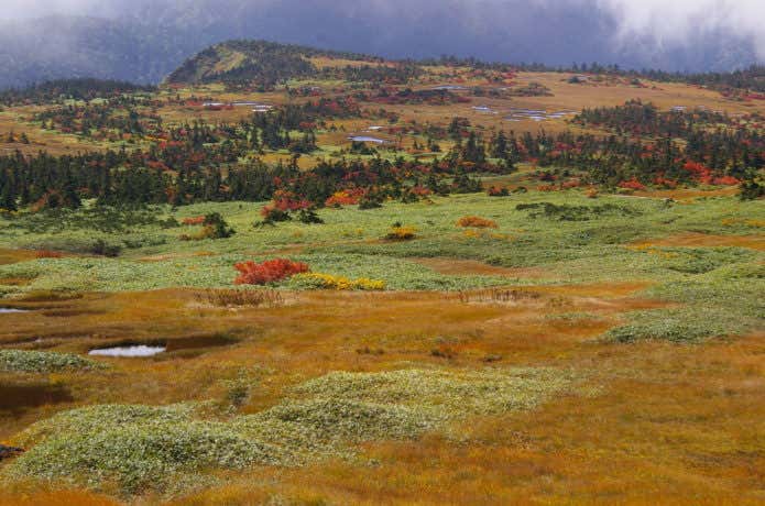 苗場山頂の草紅葉