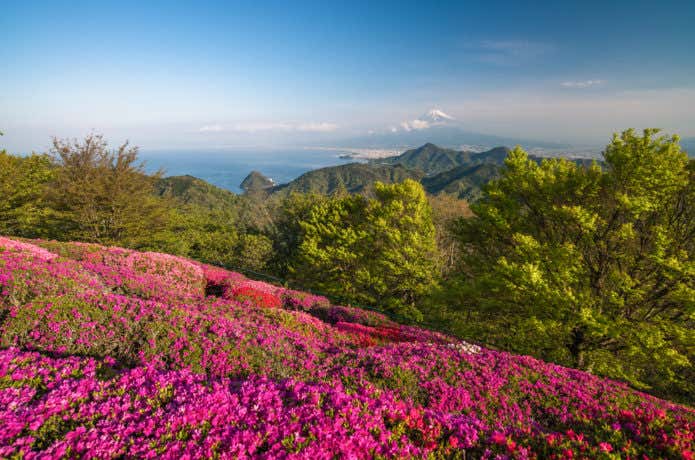大和葛城山　花畑