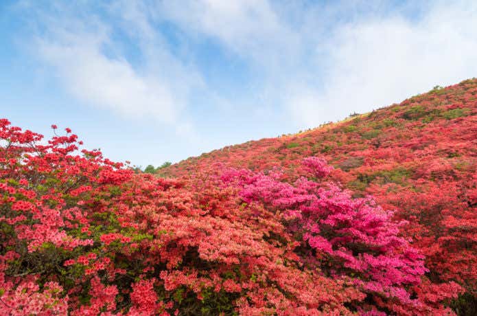 葛城山自然つつじ園