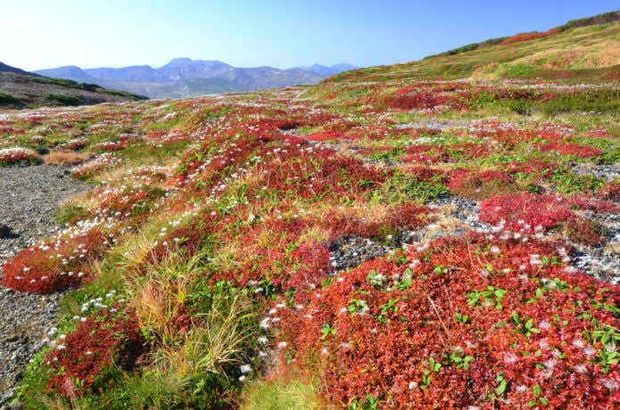 大雪山北海平からのトムラウシとチングルマの紅葉