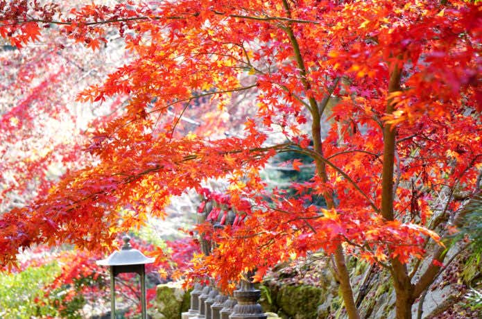 大山寺参道の紅葉