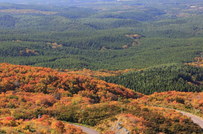 ブルーライン　紅葉
