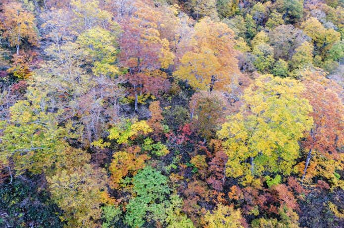 ロープウェイから見る紅葉
