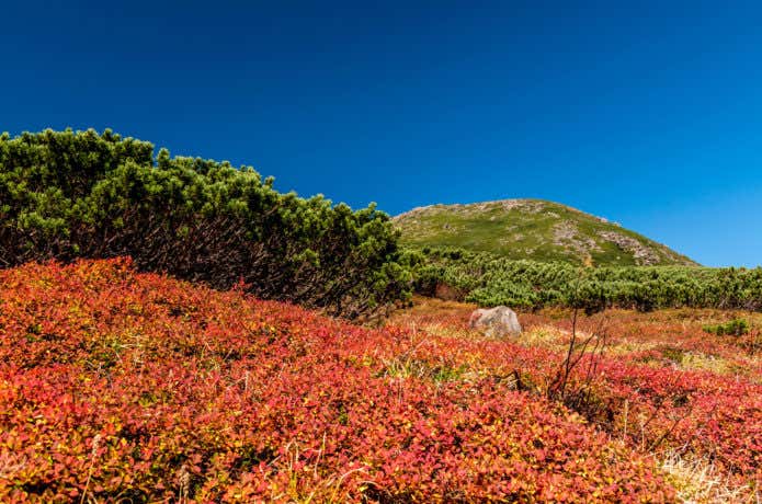 白山の紅葉
