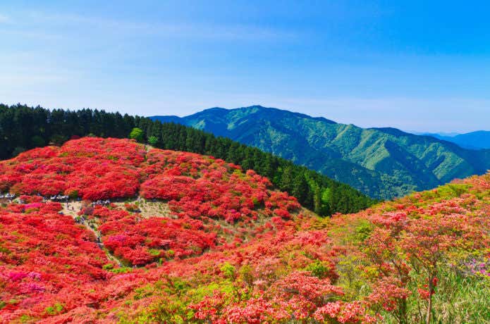 満開の葛城山ツツジ園
