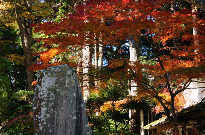 筑波山の紅葉