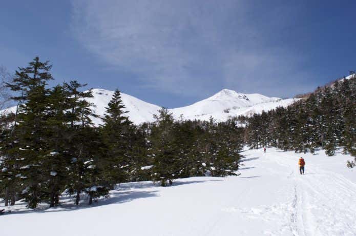 積雪期の乗鞍岳　樹林帯を登る様子