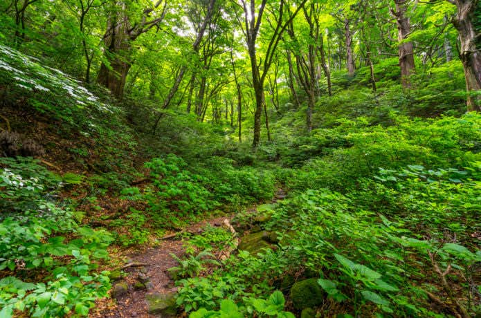 大山ユートピアコースの森の中