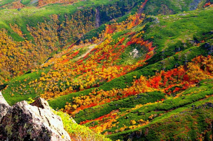 黒岳 紅葉