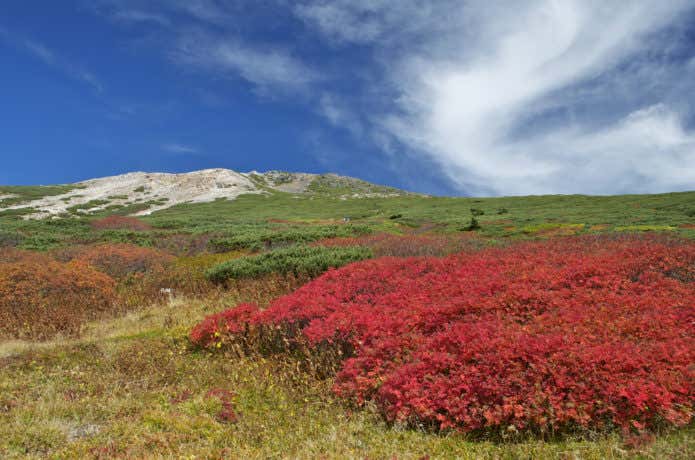 白山の紅葉