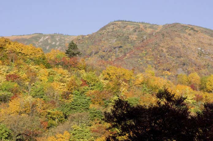苗場山の紅葉