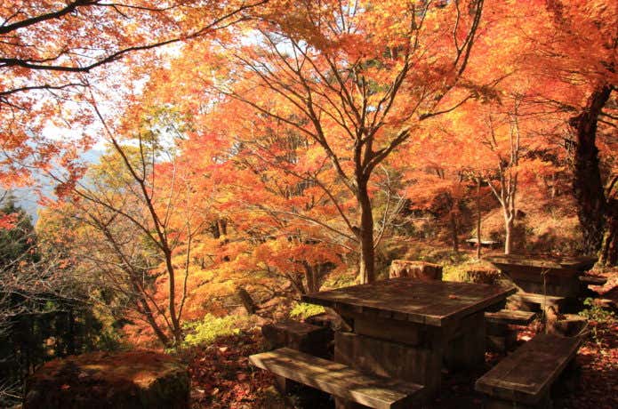 御岳山の紅葉とベンチ