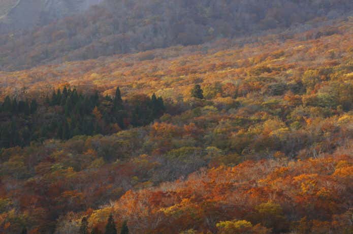 大山紅葉の山肌