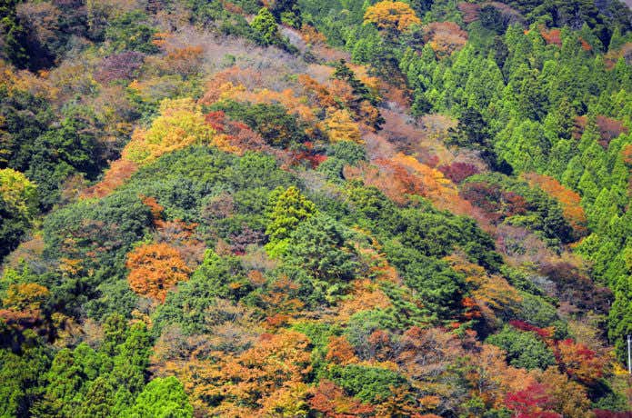 大山の秋の山肌