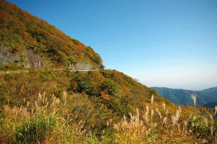 伊吹山もみじ