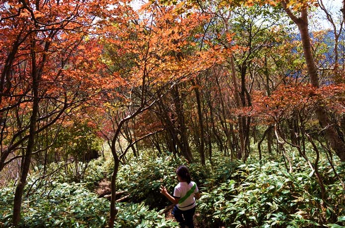 歩く途中に見える紅葉