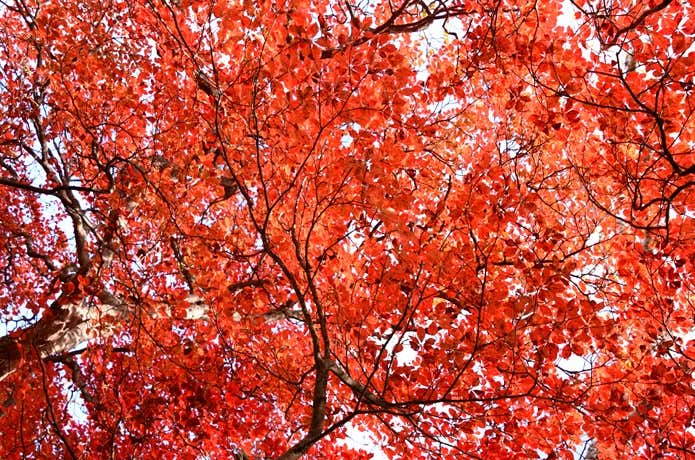 登山途中の紅葉