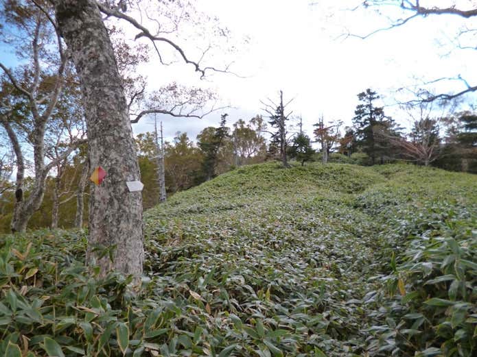 六林班峠の笹薮