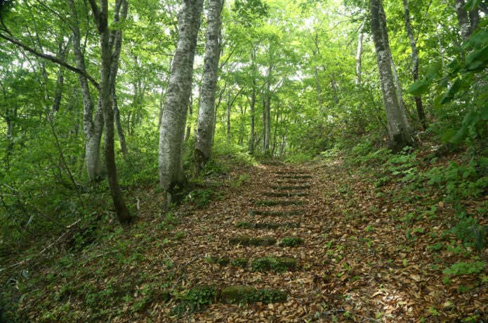山登りの道