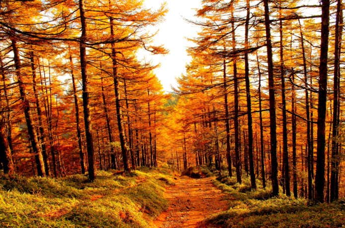 雲取山の紅葉