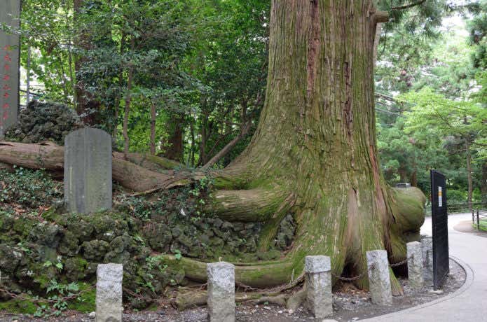 高尾山のタコ杉