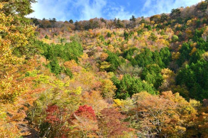 剣山の紅葉