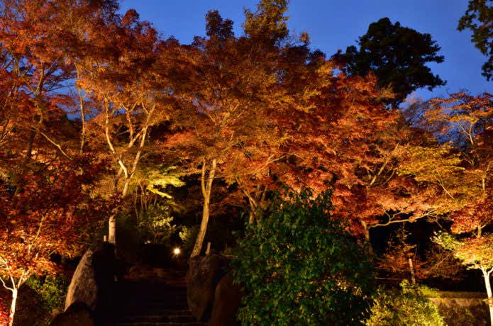筑波山の紅葉のライトアップ