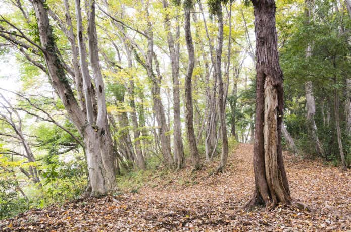 高尾山の広葉樹