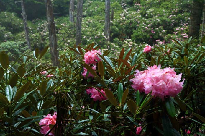 シャクナゲの花