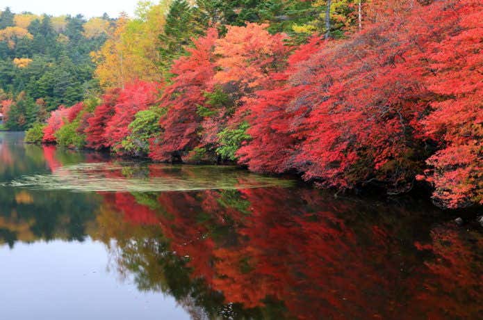 白駒池の紅葉