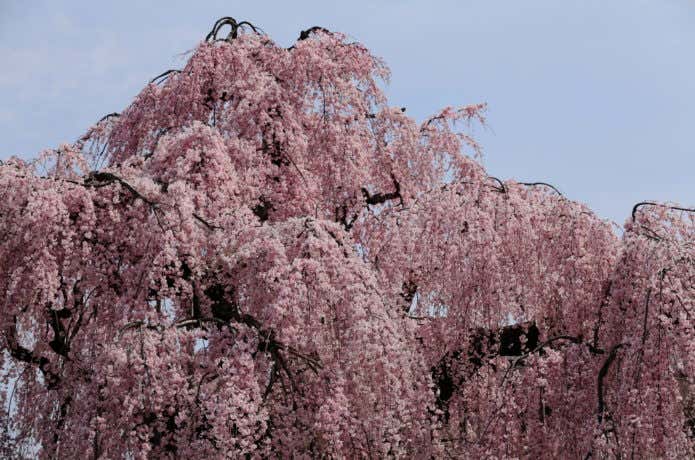 高尾山周辺の枝垂桜