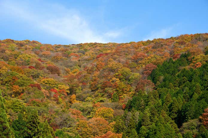 色とりどりの伊吹山の紅葉
