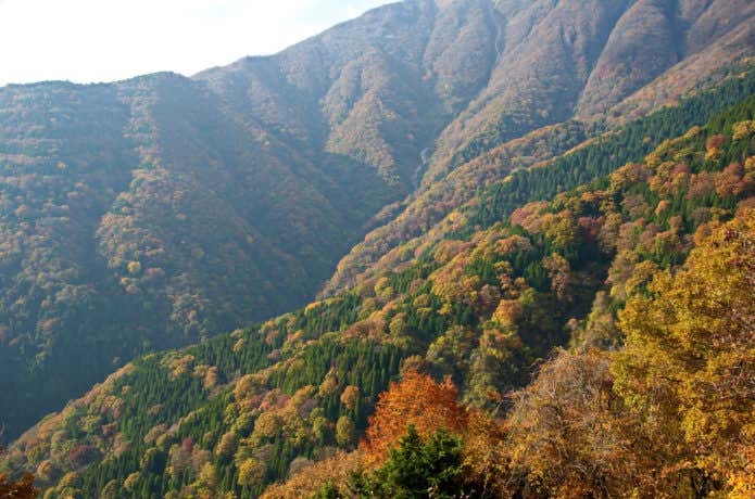 伊吹山紅葉の山肌