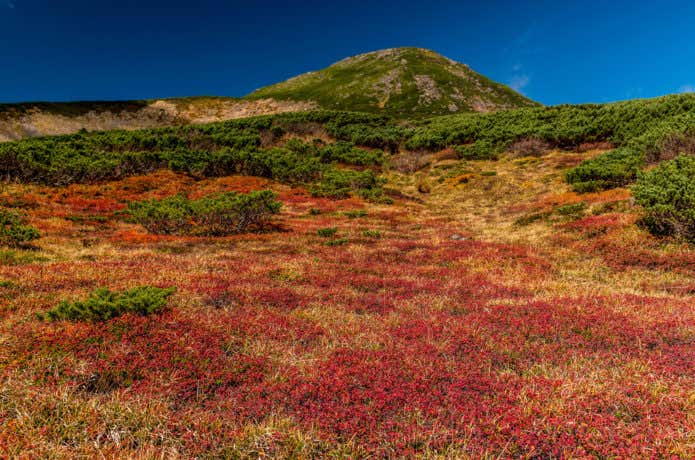 白山 紅葉