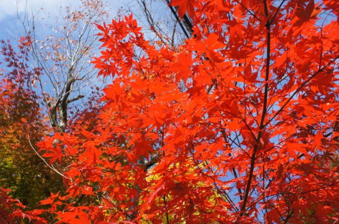紅葉