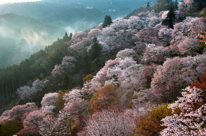 ハイキングにぴったりな関西の吉野山