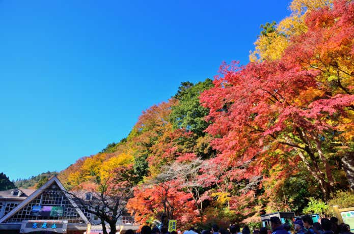 紅葉時期の高尾山登山口