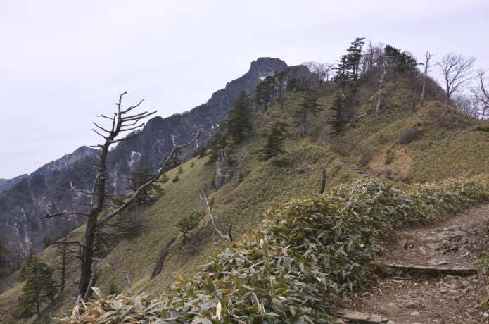 裏参道コースの登山道