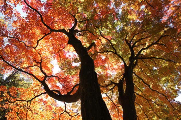 色とりどりの紅葉