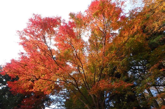白雲橋コースの紅葉