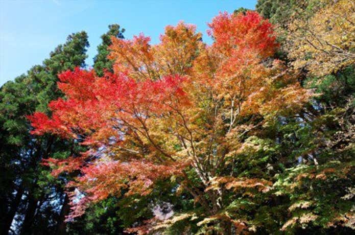 弁慶茶屋跡の紅葉