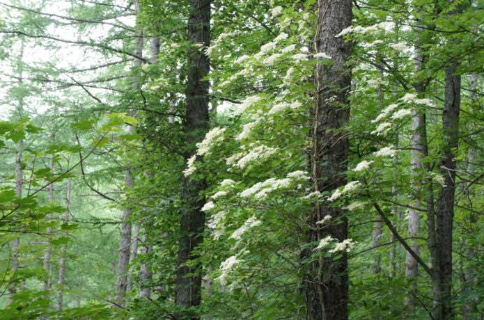 櫛形山　登山道の花