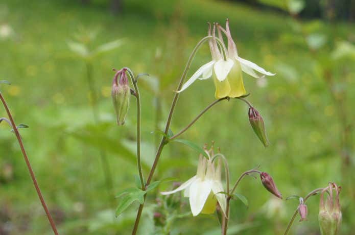 櫛形山 春の花
